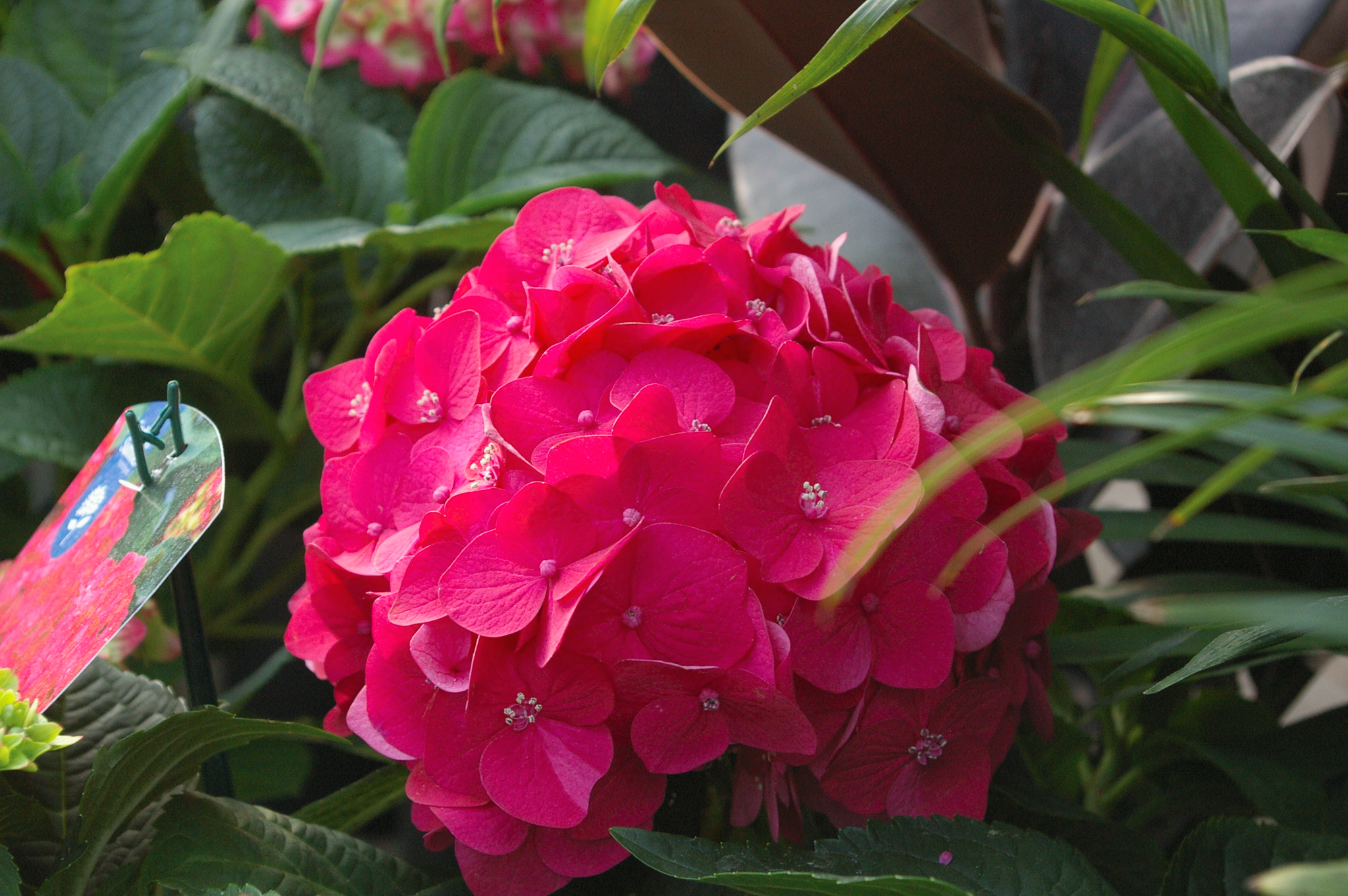 IMGP3271.jpg