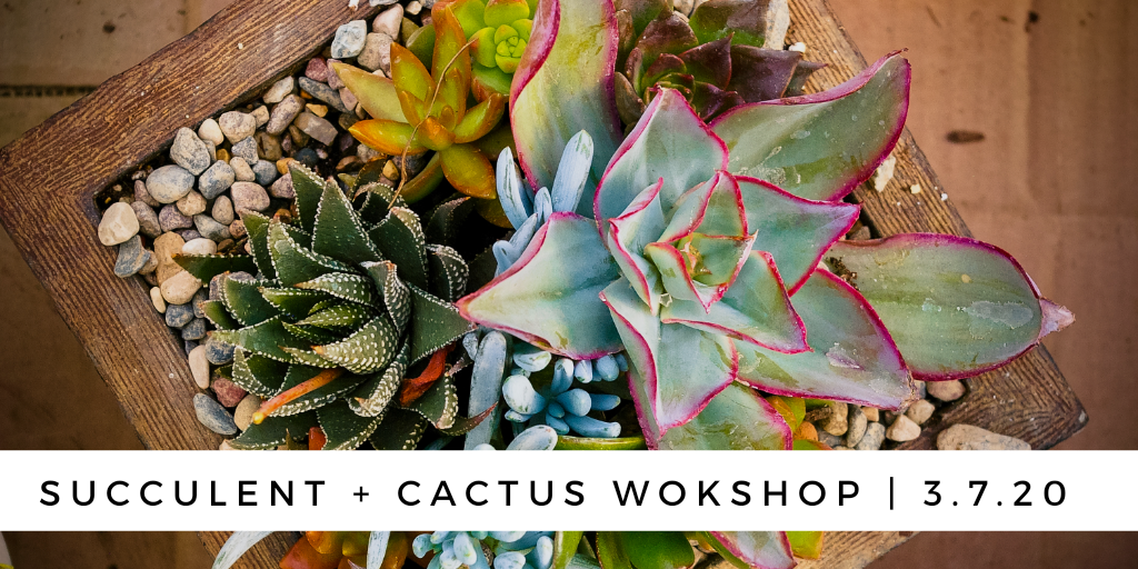 Succulent + Cactus Workshop