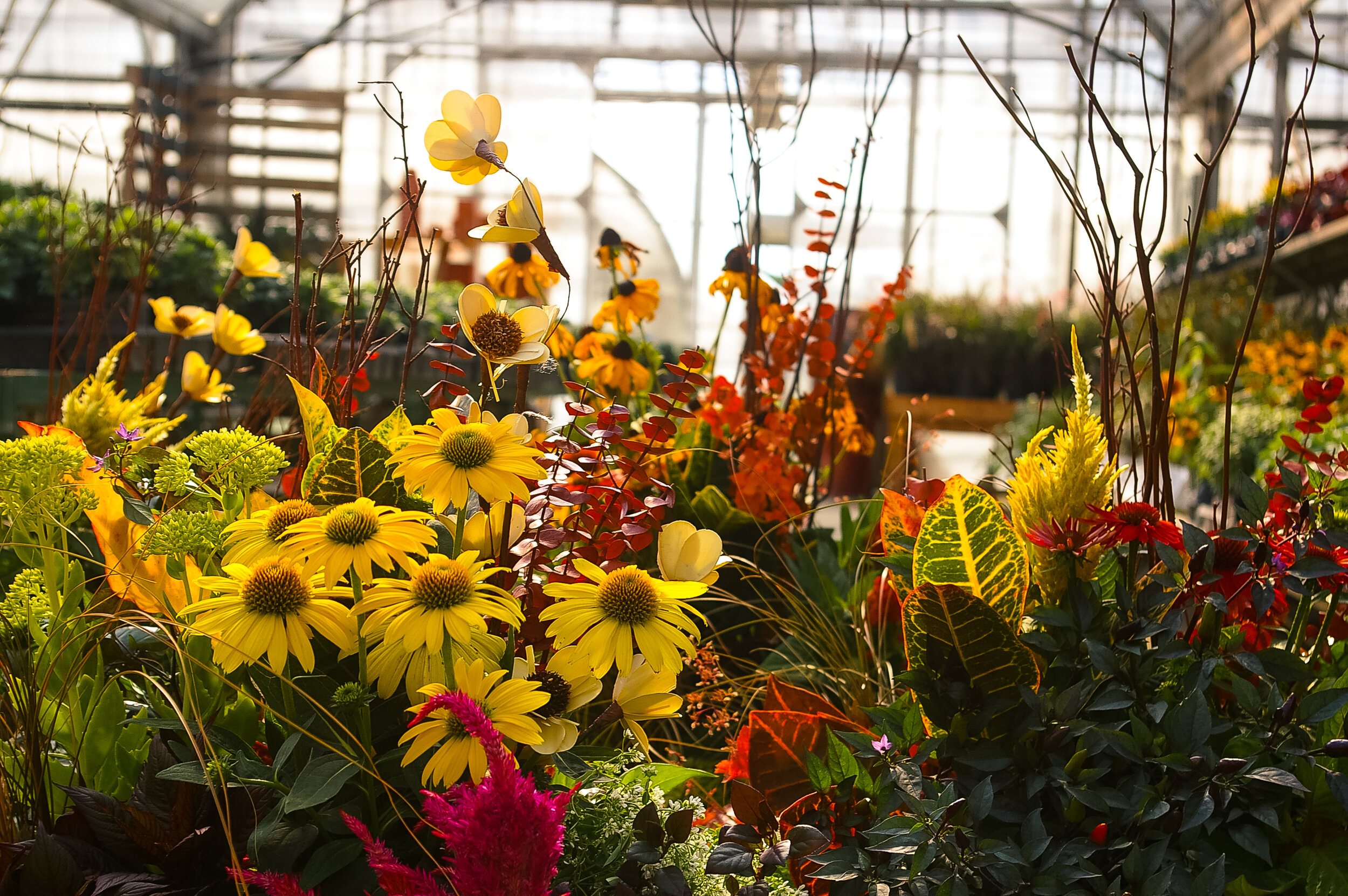 {Socially Distant} Fall Container Workshop