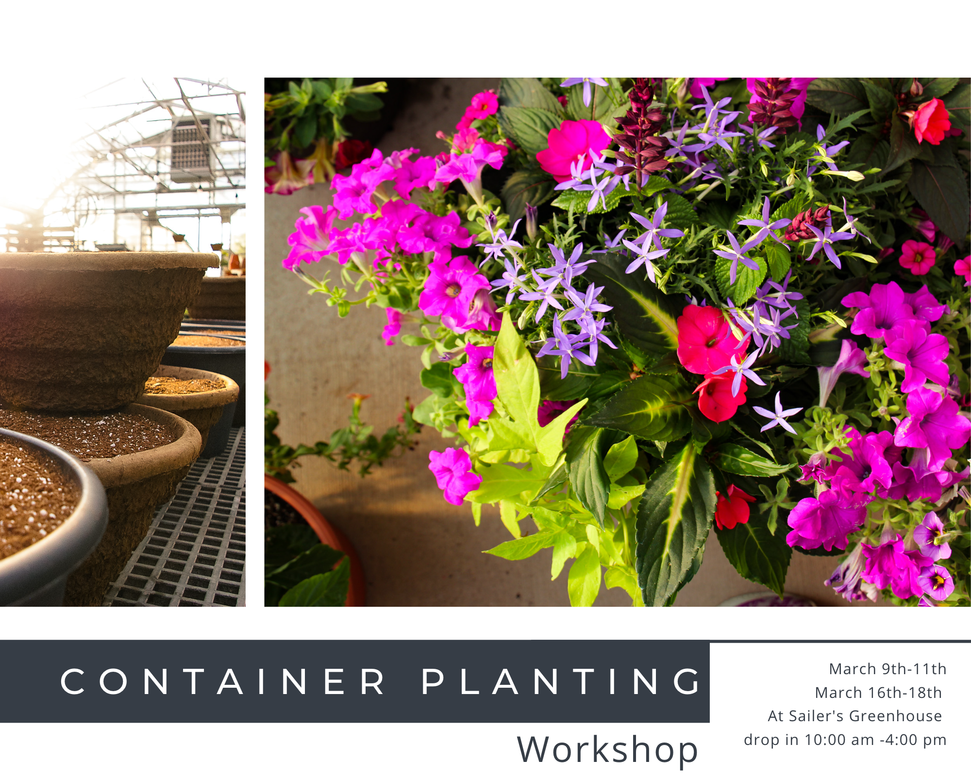 Container Planting Workshop- Week 2
