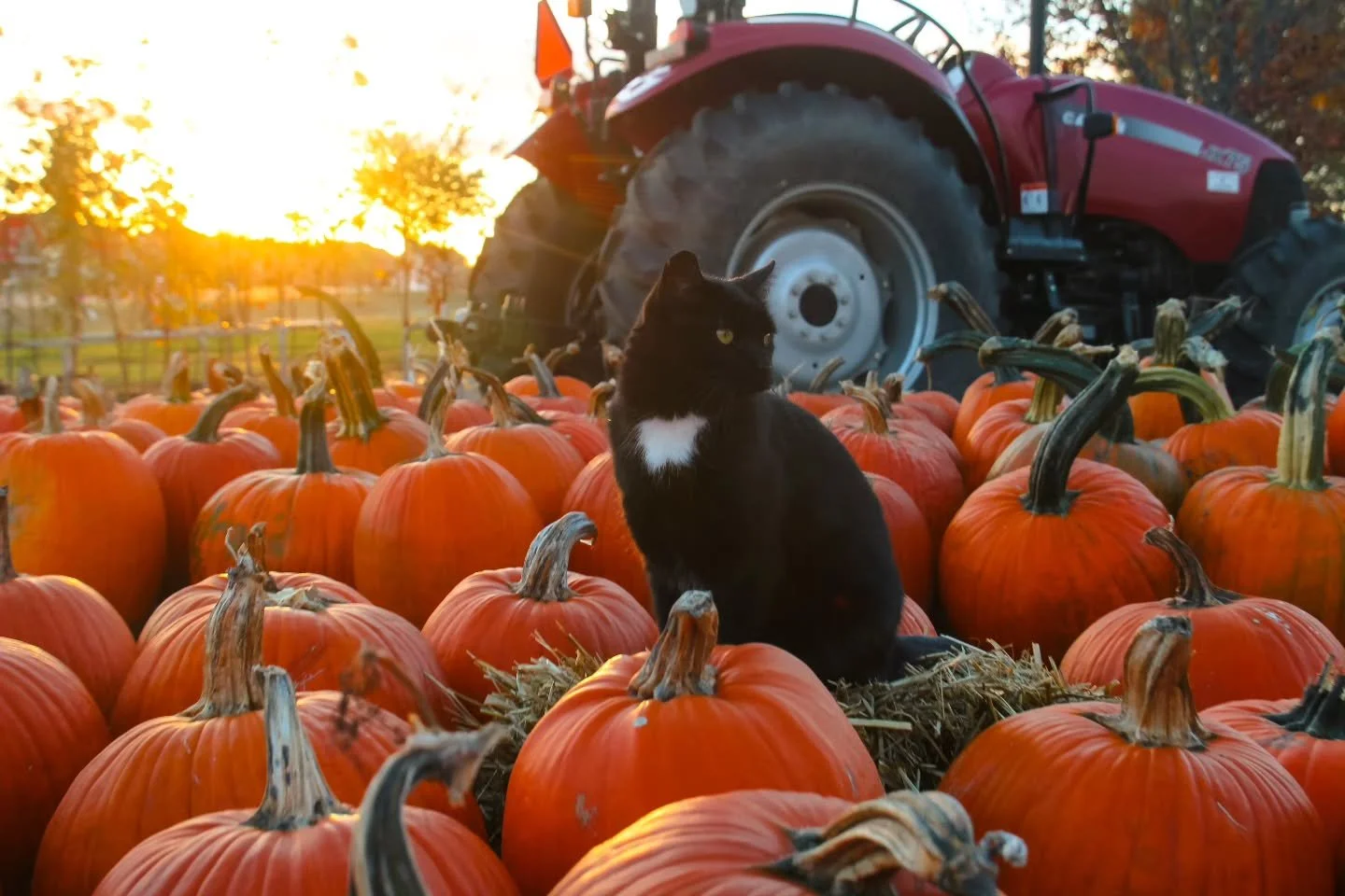 Happy National Cat day to our sweet, and sassy greenhouse kitty, Izzy! π‍β¬πΎπ