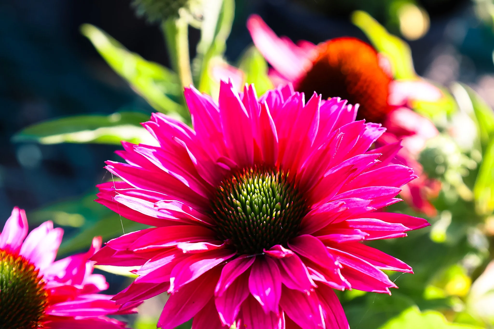 5P0A9705.jpg