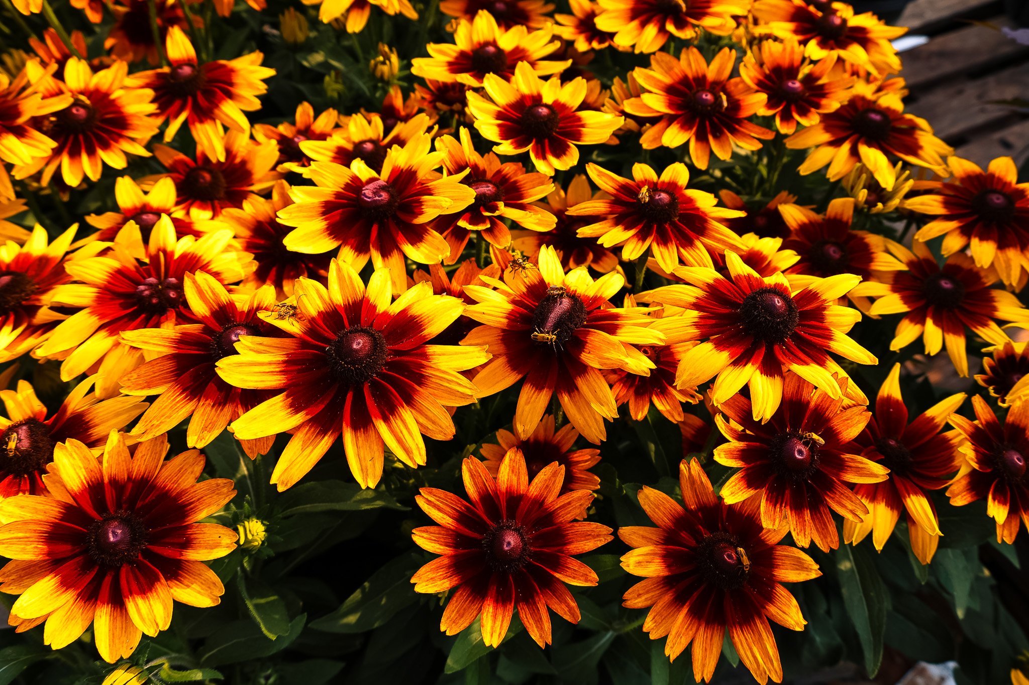 5P0A0356.jpg
