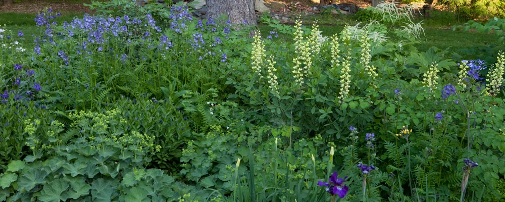 lancaster-perennials.jpg