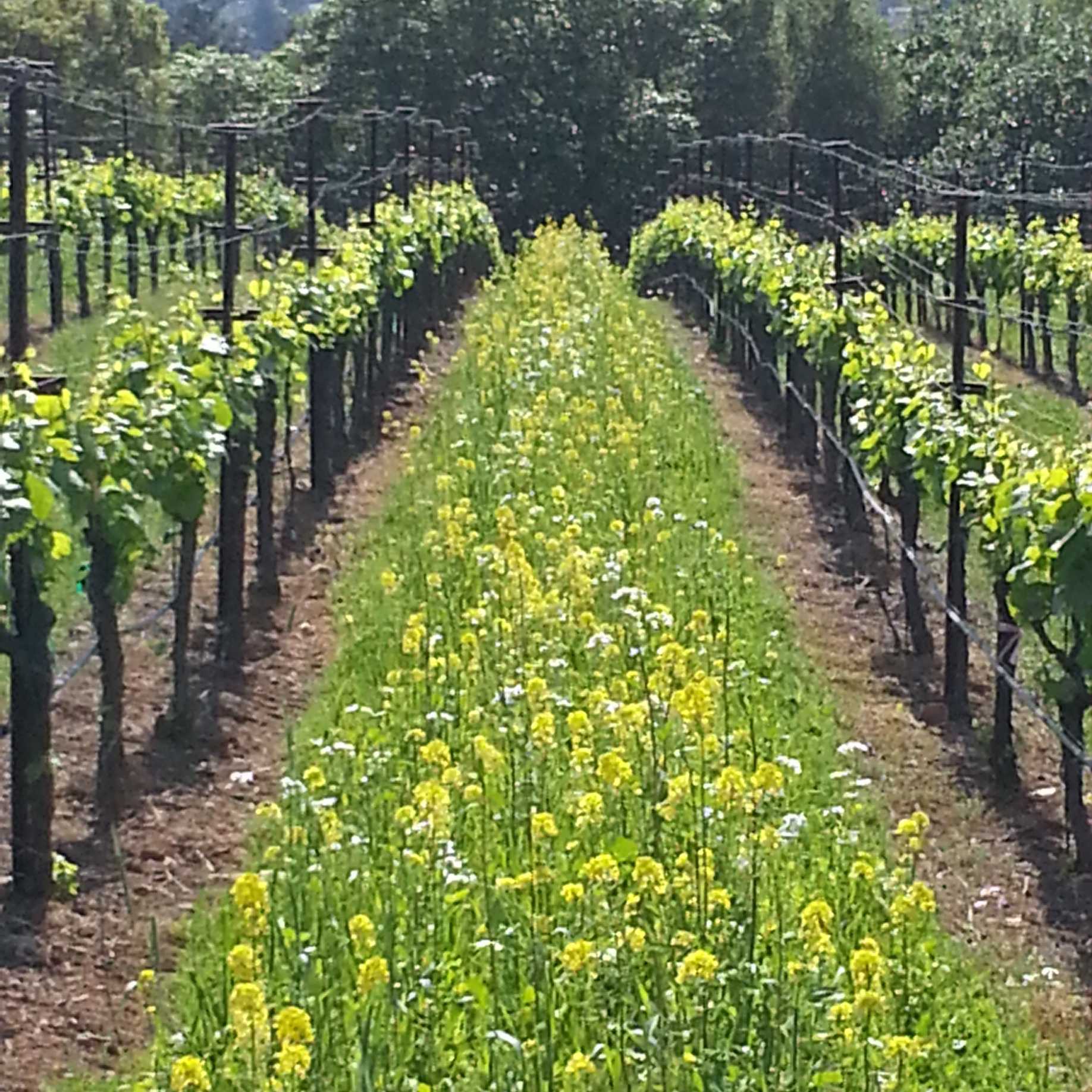 Vineyard Management — Quality Wine Growers