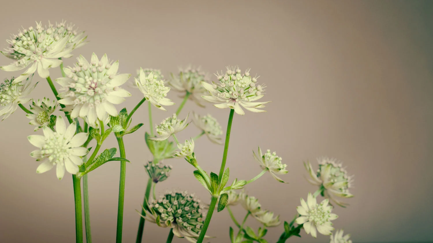 white-flowers.jpg