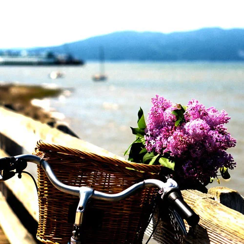 lilac-bike.jpg