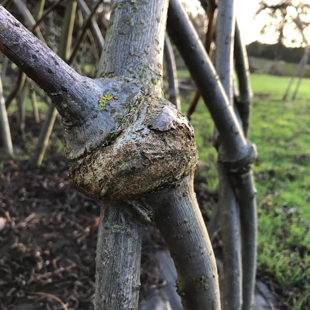 A beautiful, natural graft on the willow. photo courtesy spencer jenkins