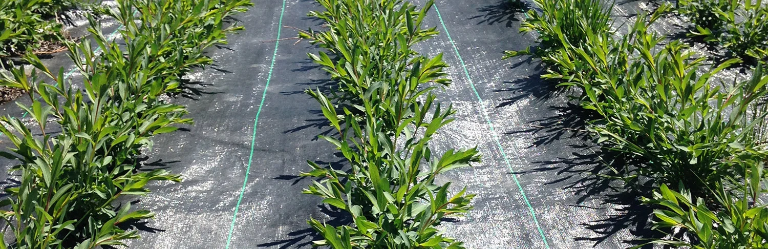 cuttings3.jpg