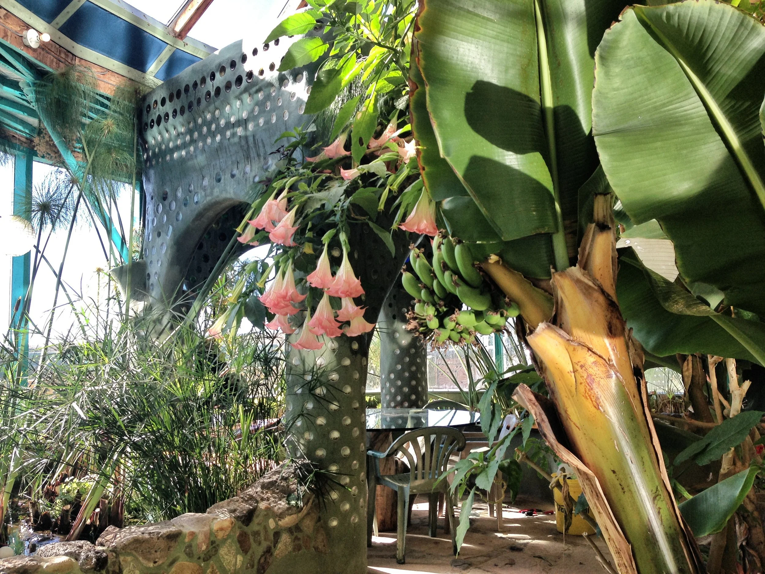 Phoenix flowers and bananas.jpg