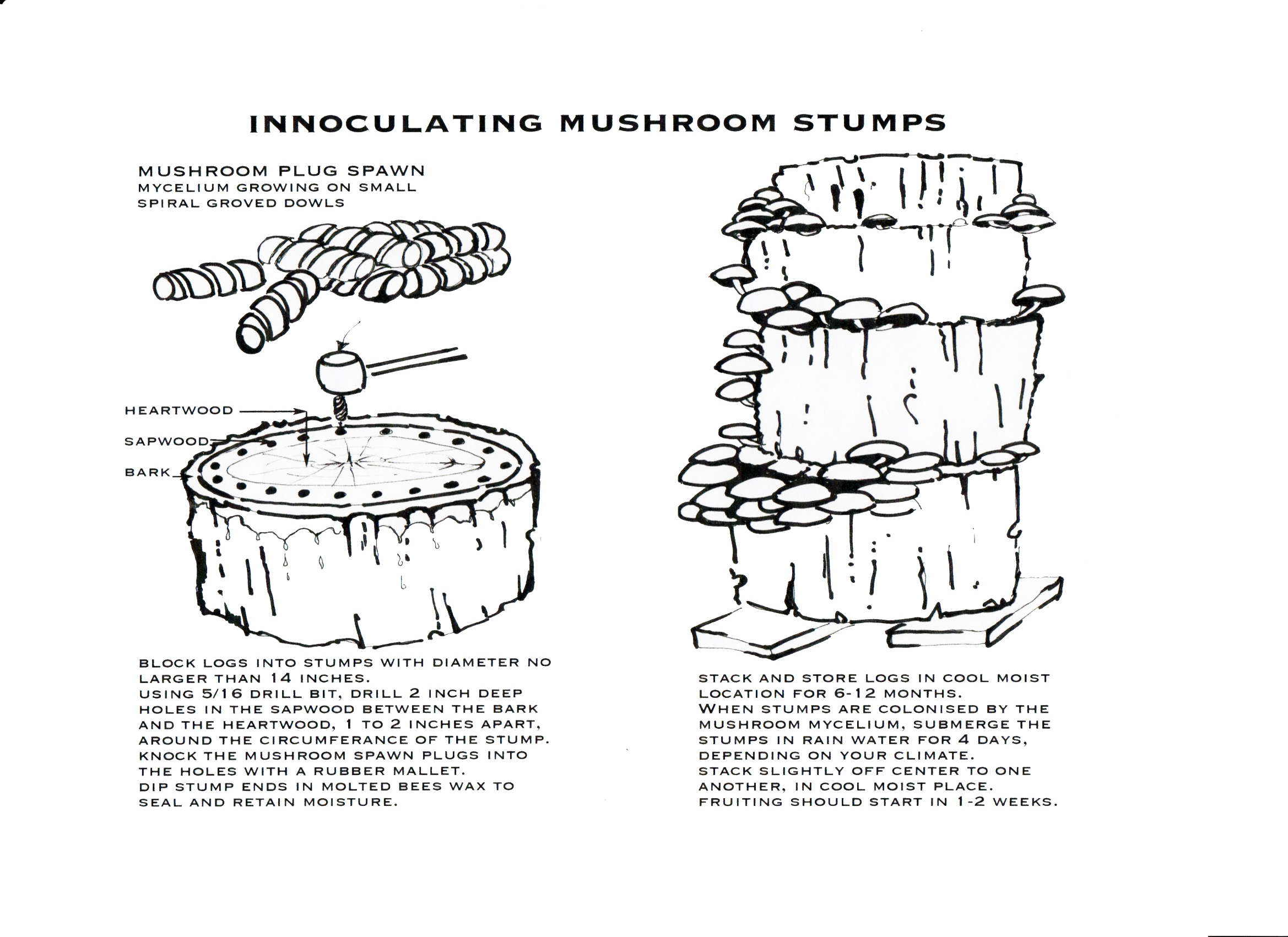 Mushrooms.jpeg