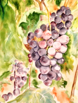 Sunlit Grapes