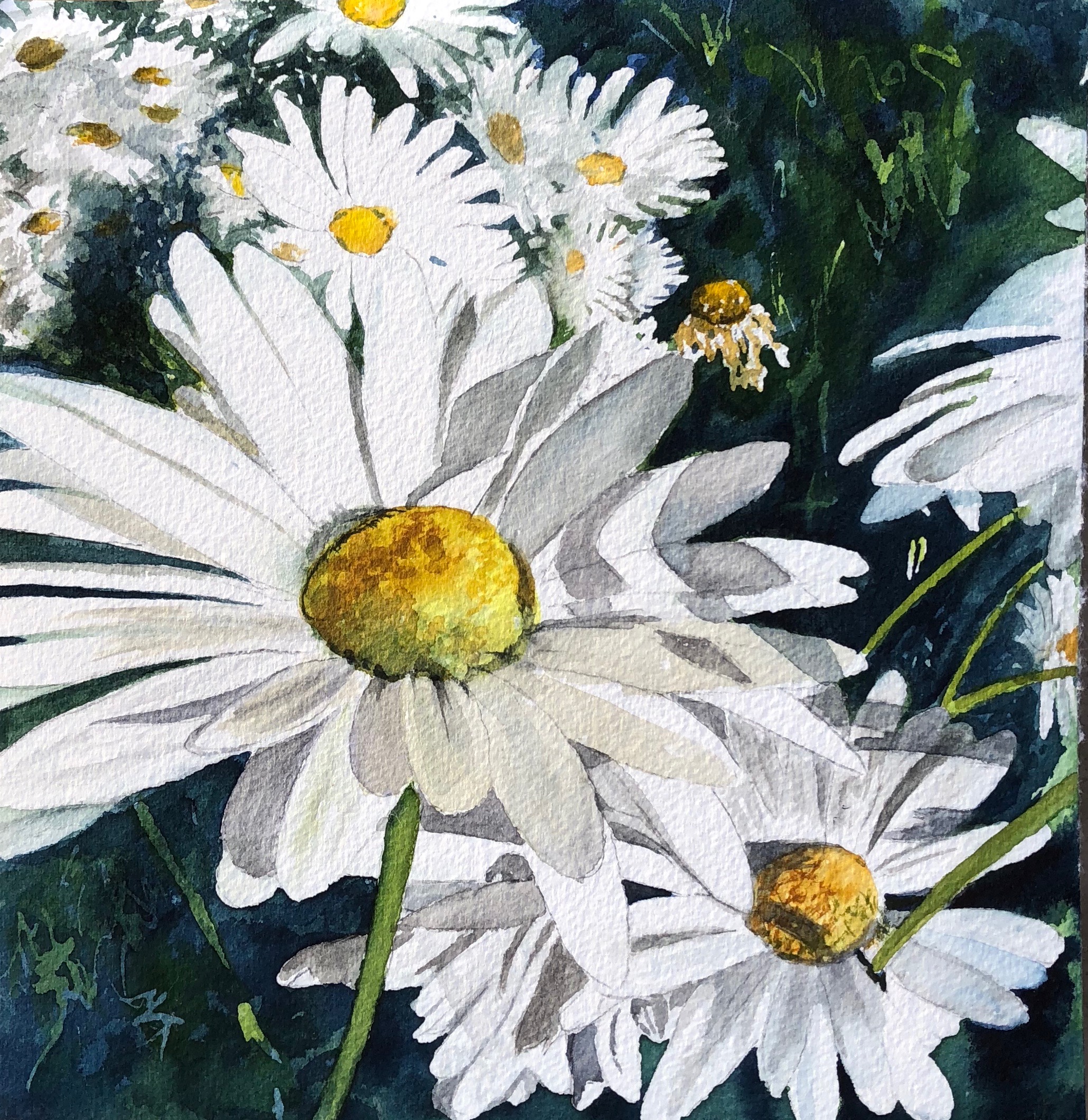 Details about   "White Daisy" ~ Original Fine Art Print 