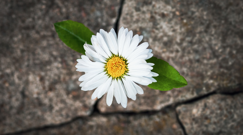 Resilienza: capacità di resistere e crescere