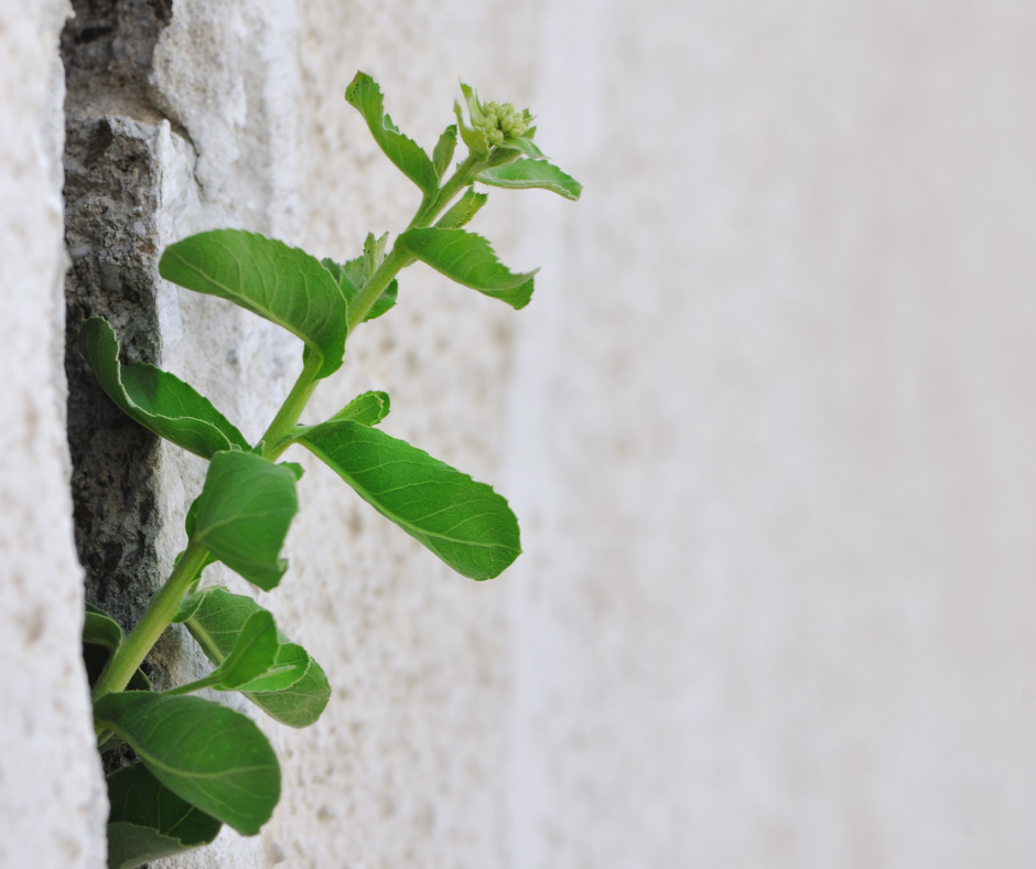 Sei eco-resiliente? Scopri se sai affrontare il cambiamento climatico con forza e speranza
