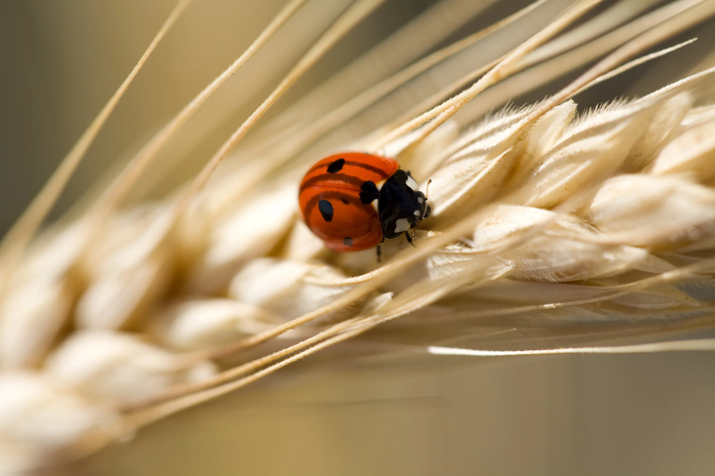 Coccinella sul grano.jpg
