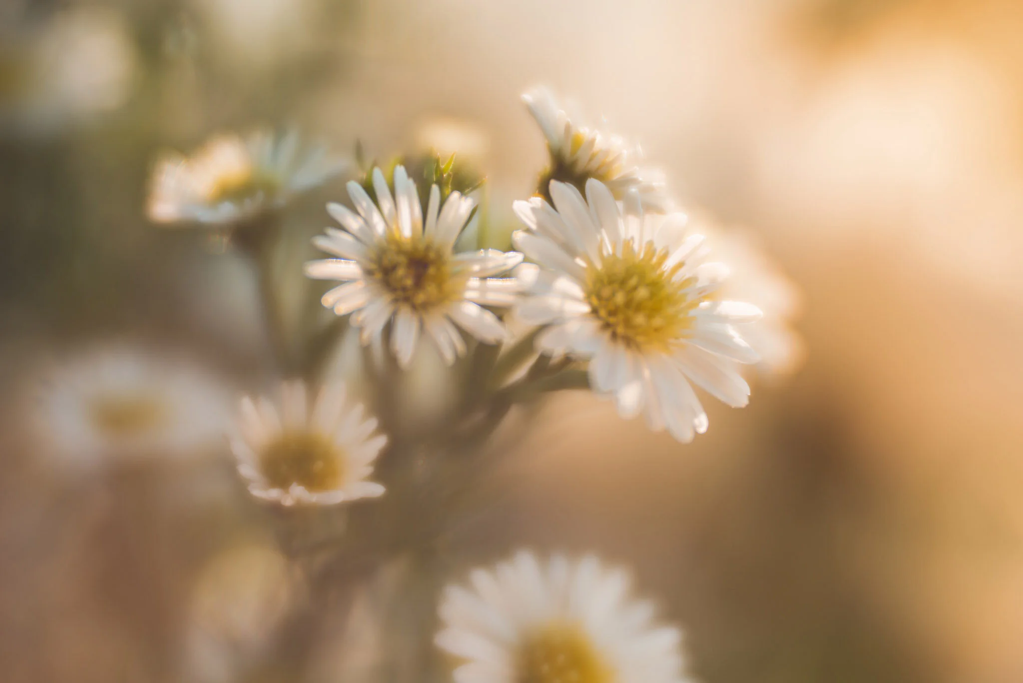 Mediation: Connect with Your Inner Goddess