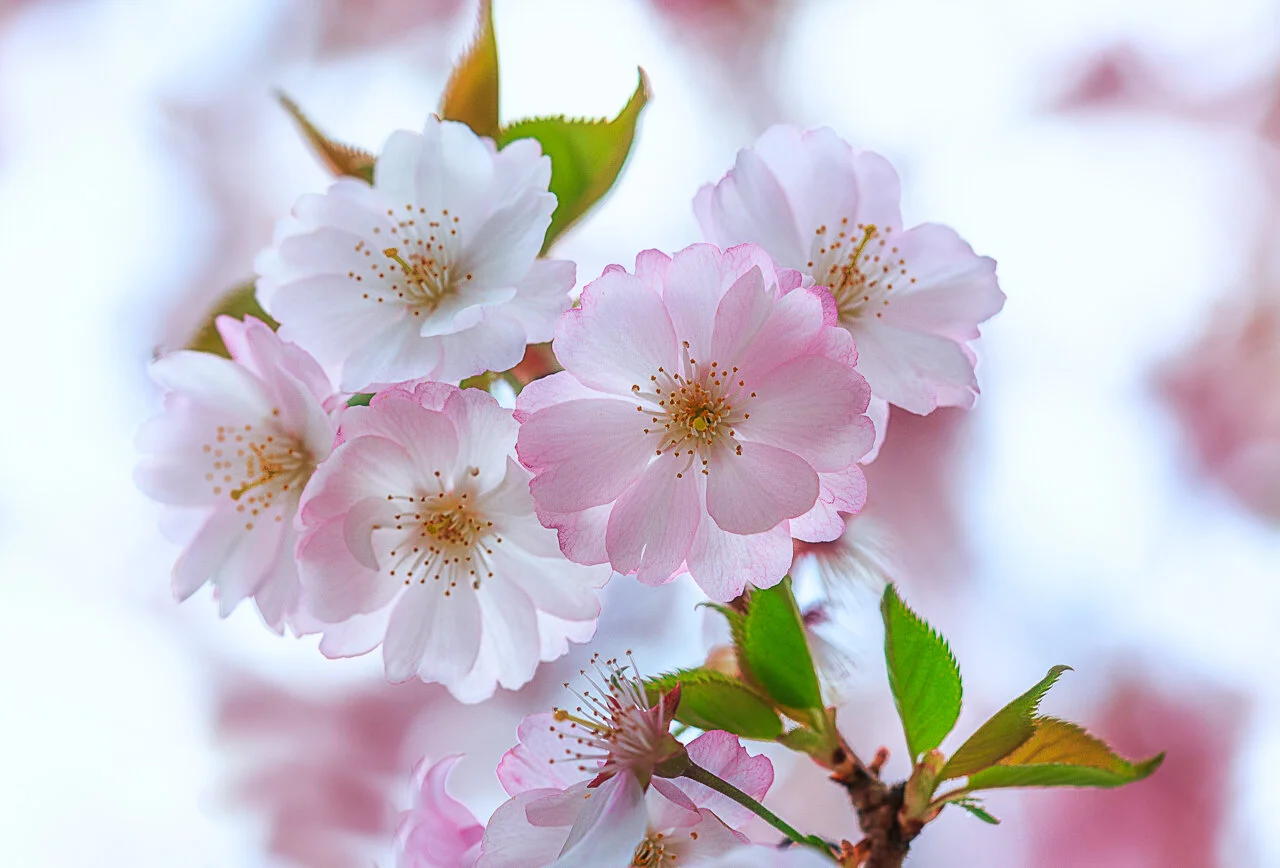 Self &amp; Global Healing: A Powerful Meditation