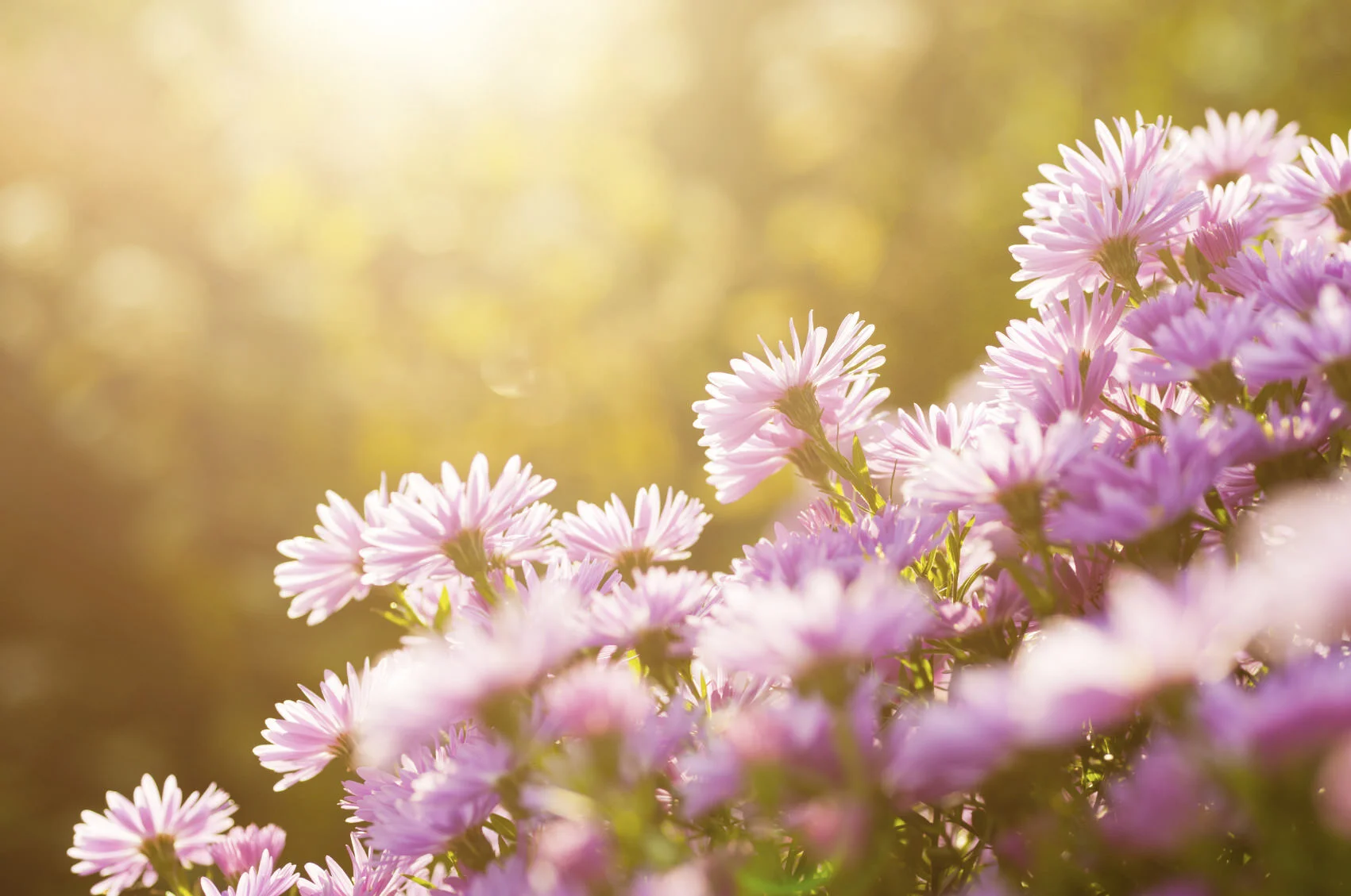 Stop Procrastinating Girl! : EFT Tapping Meditation 