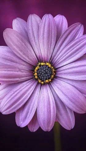 2 Quick Shaman music: Drum beats for Trance and Meditations