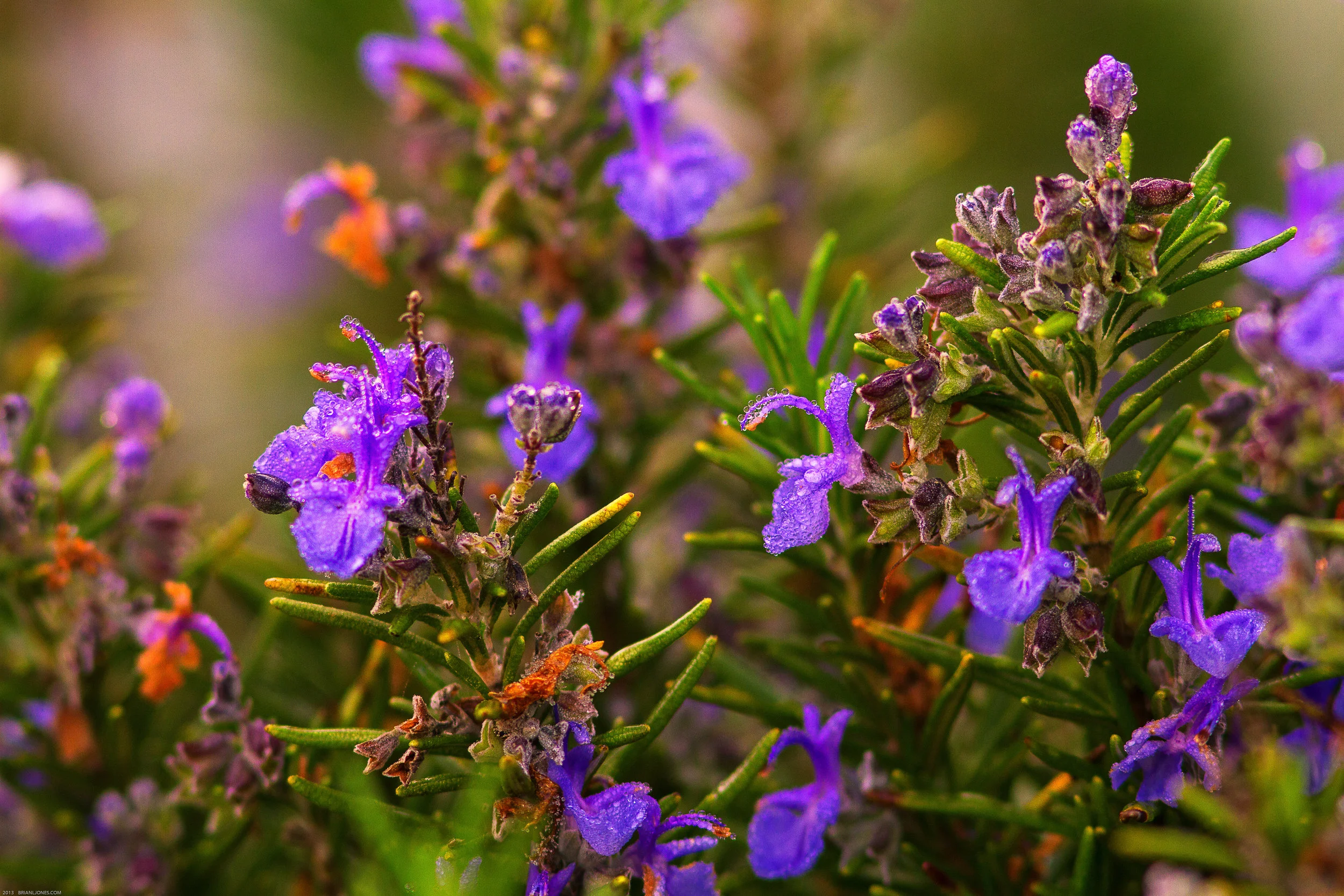 Rosmary in bloom-5.jpg