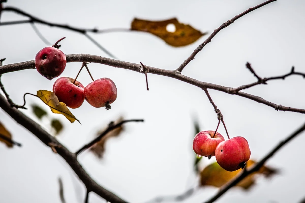 Last Fruit-1.jpg