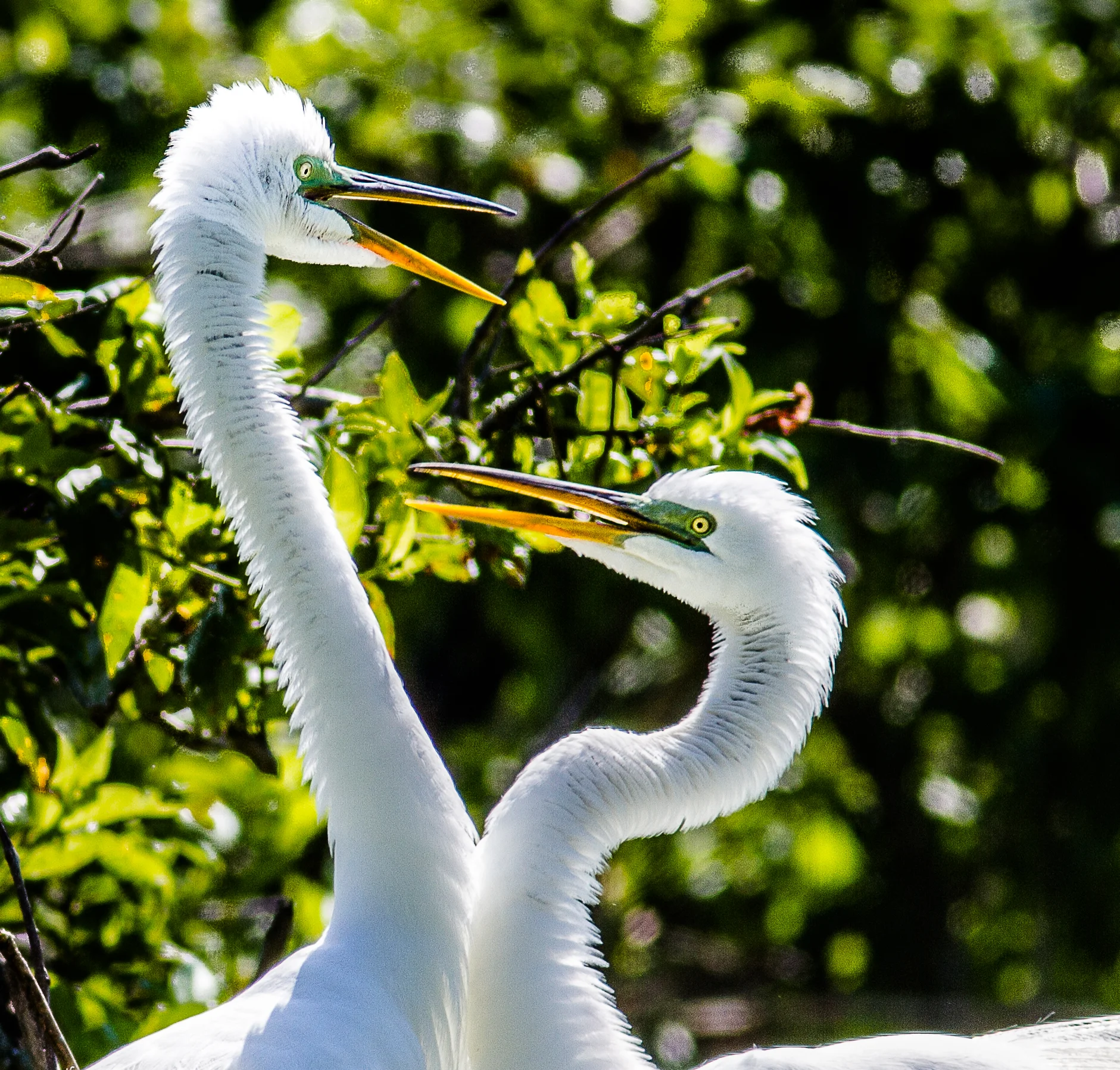 Egret Pair-1.JPG