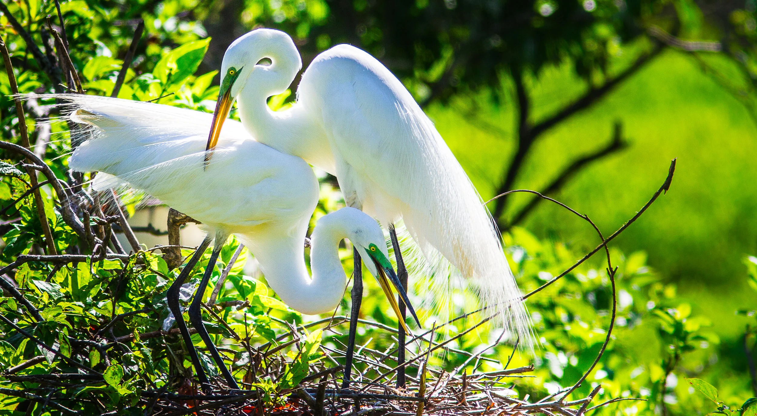 Egret Pair4-1.JPG
