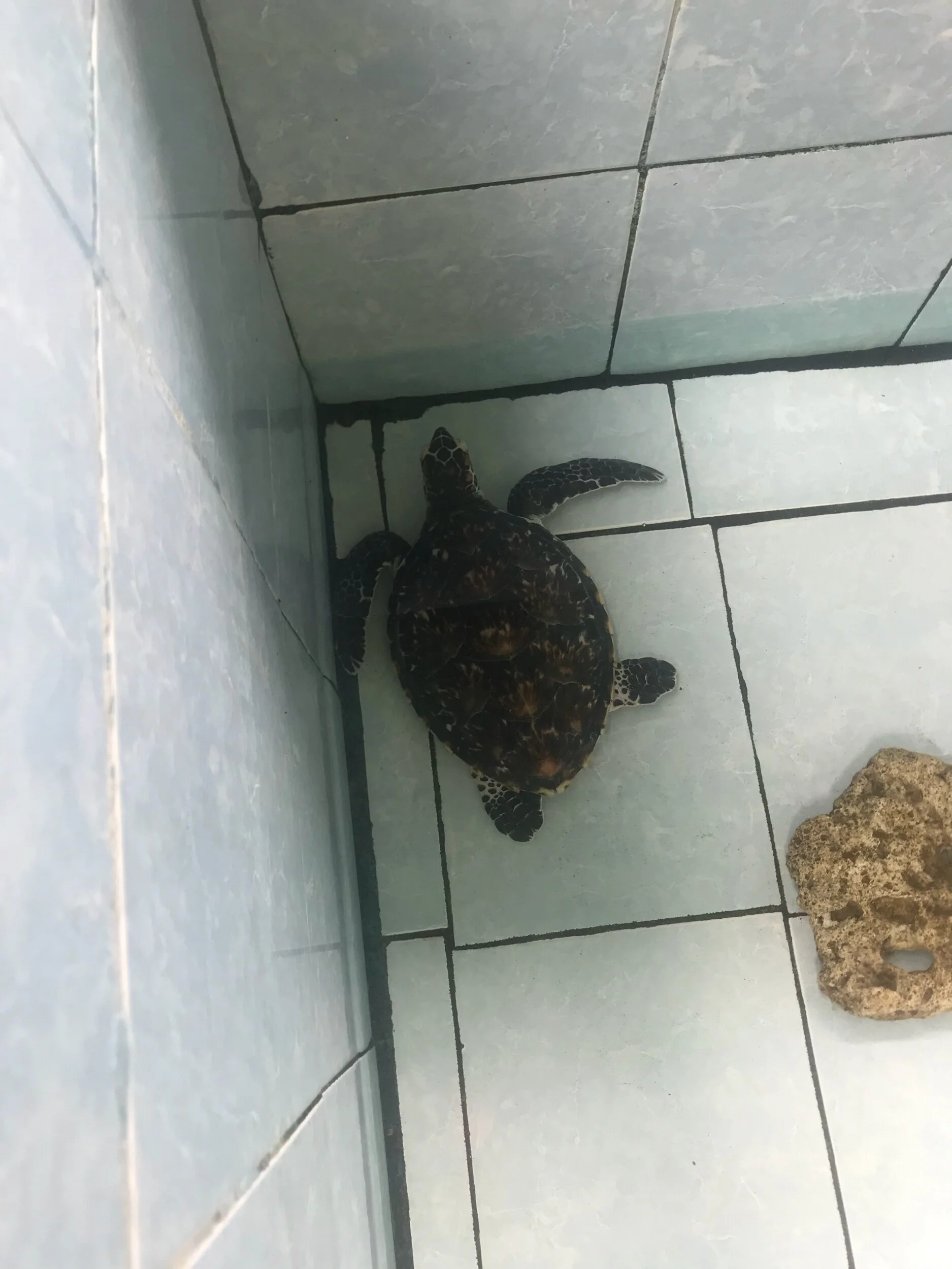 Turtles! Turtles! Turtles!