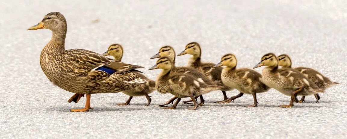 Nurture without Attachment