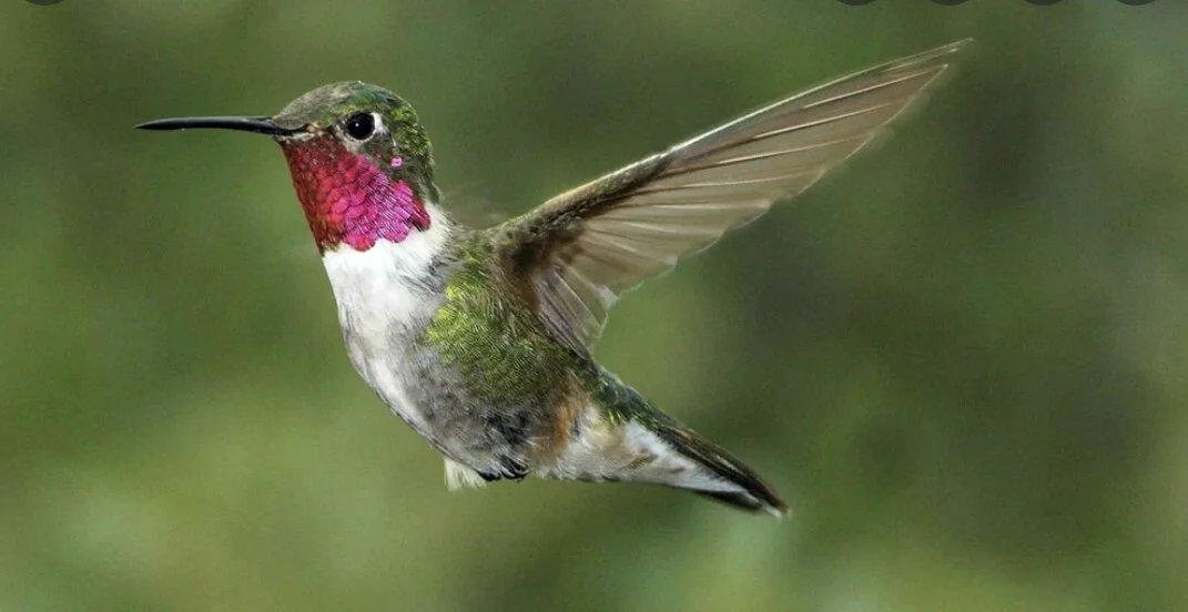 The Hummingbird