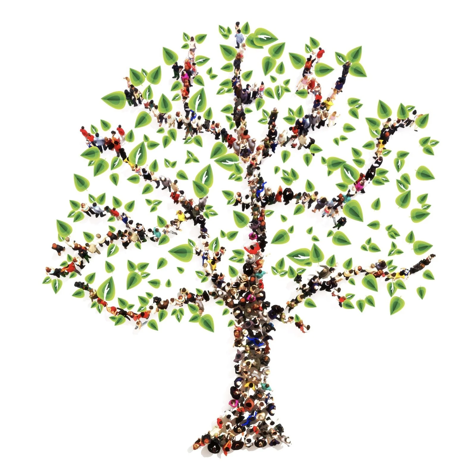 The Family of Amoebas