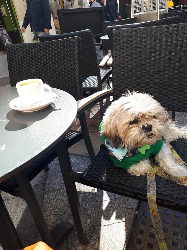 Dog friendly Malaga welcomes dogs in cafes, restaurants and shops - here is Bones the shi tzu relaxing outside Starbucks in the centre of Malaga
