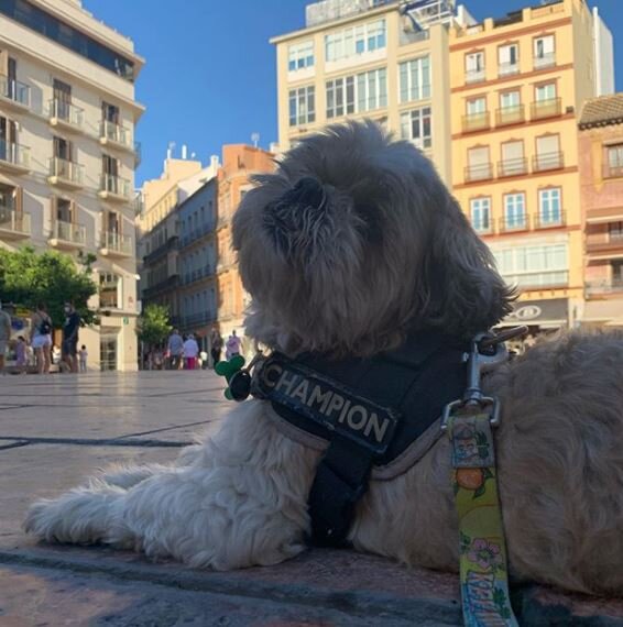 Bones the shi tzu takes a rest near the fountain in Constitution Plaza in dog friendly Malaga