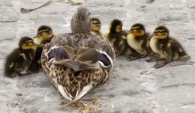 waterfowl-mallard-young-young-duck-159864.jpeg