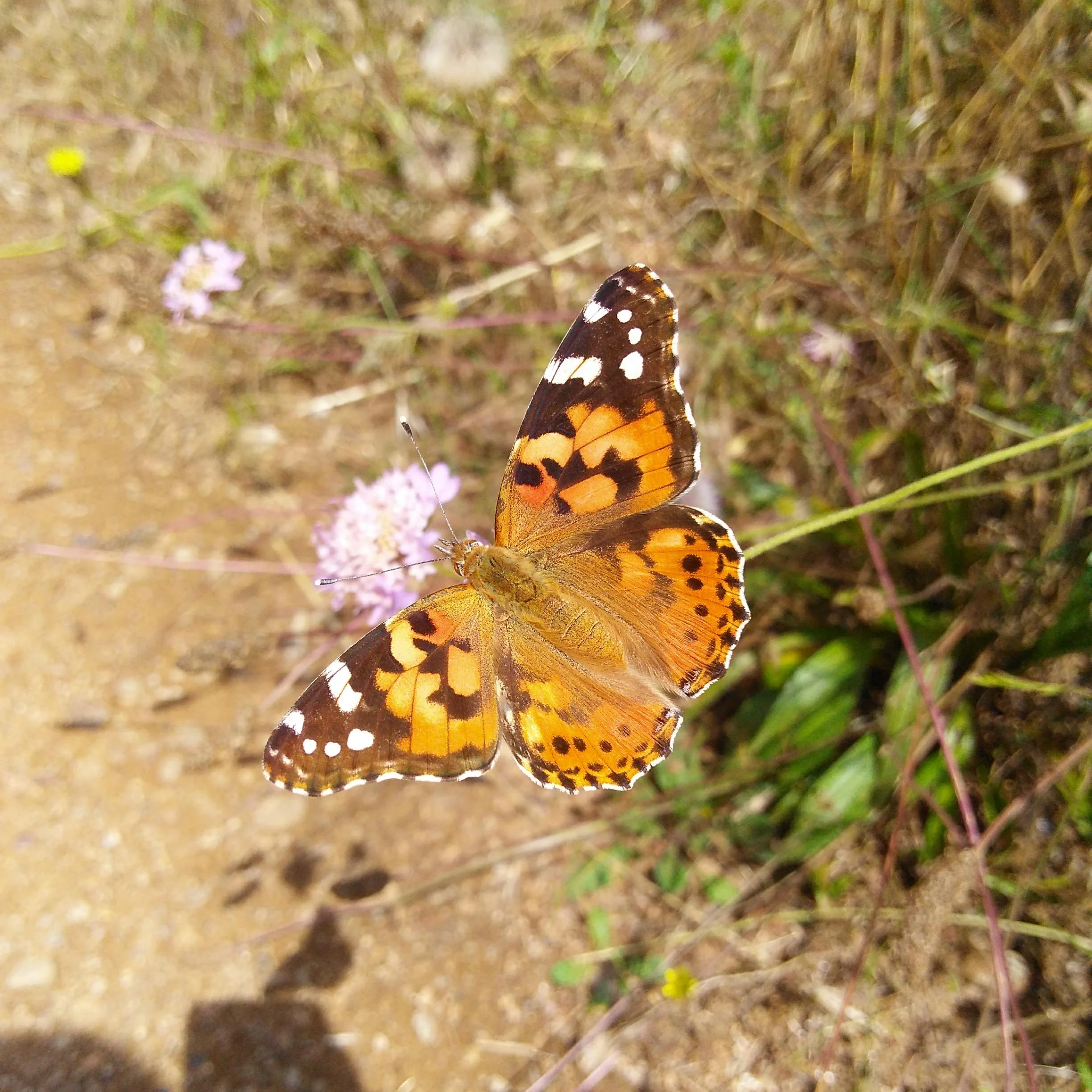 Las mariposas son una compañía frecuente durante la primavera y el verano en Collserola.