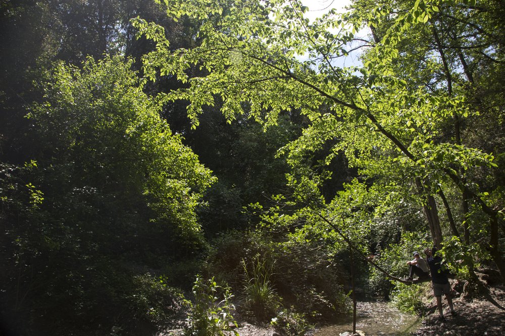 collserola bosc-primavera-1.jpg