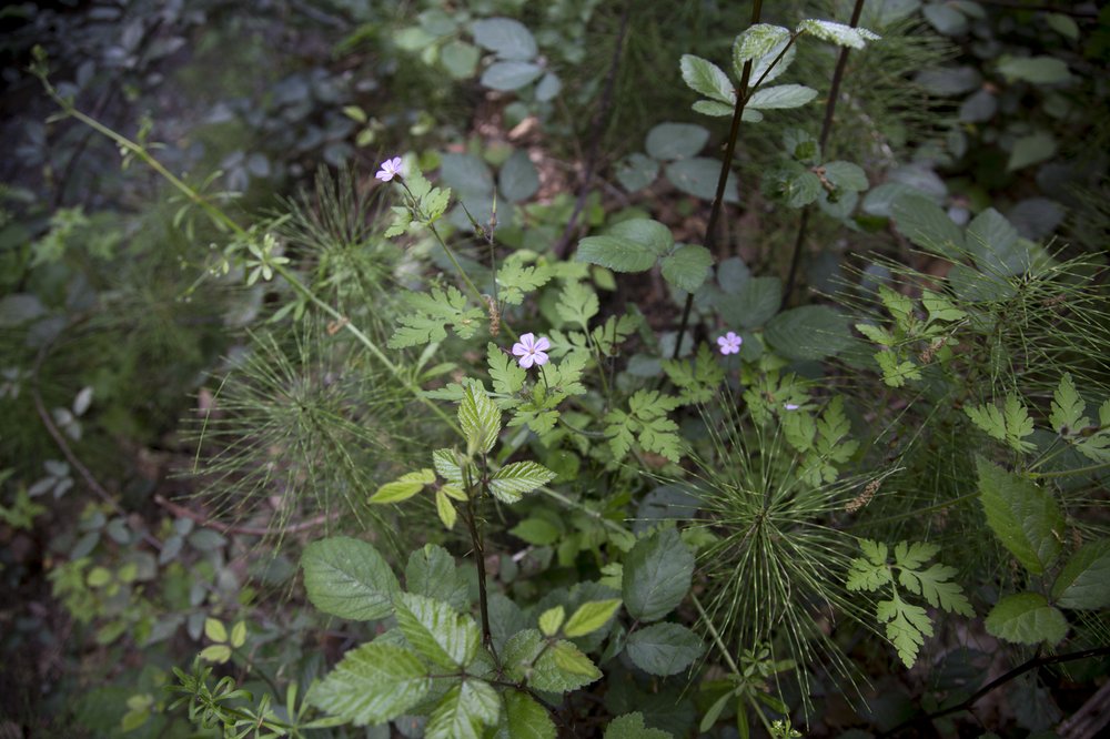 collserola bosc-primavera-4.jpg