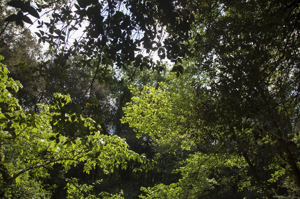 collserola bosc-primavera-3.jpg