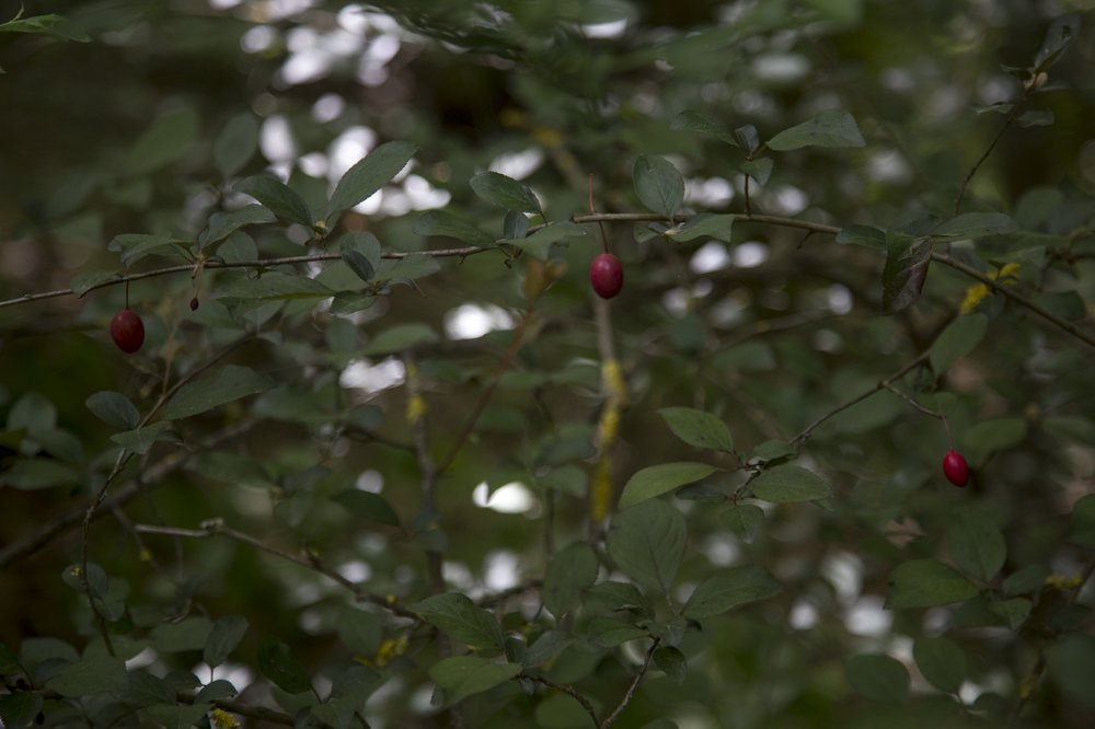 collserola bosc-primavera-11.jpg