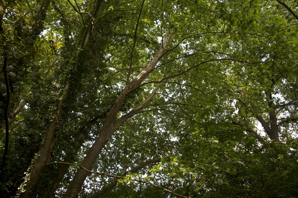 collserola bosc-primavera-10.jpg