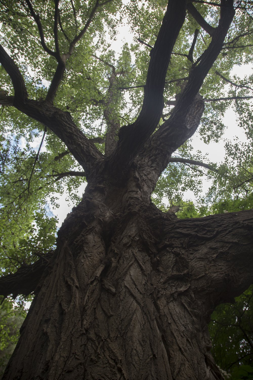 collserola bosc-primavera-13.jpg