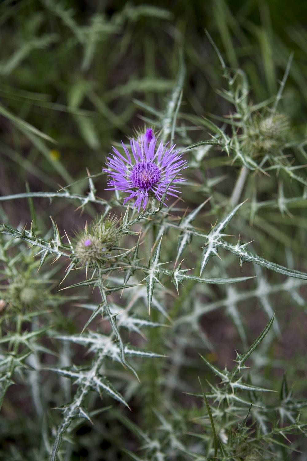 collserola bosc-primavera-27.jpg