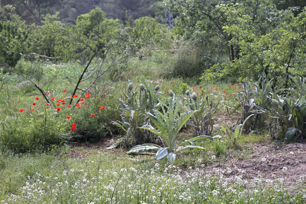 collserola bosc-primavera-37.jpg
