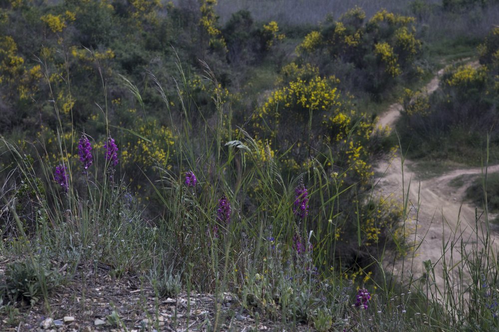 collserola bosc-primavera-43.jpg