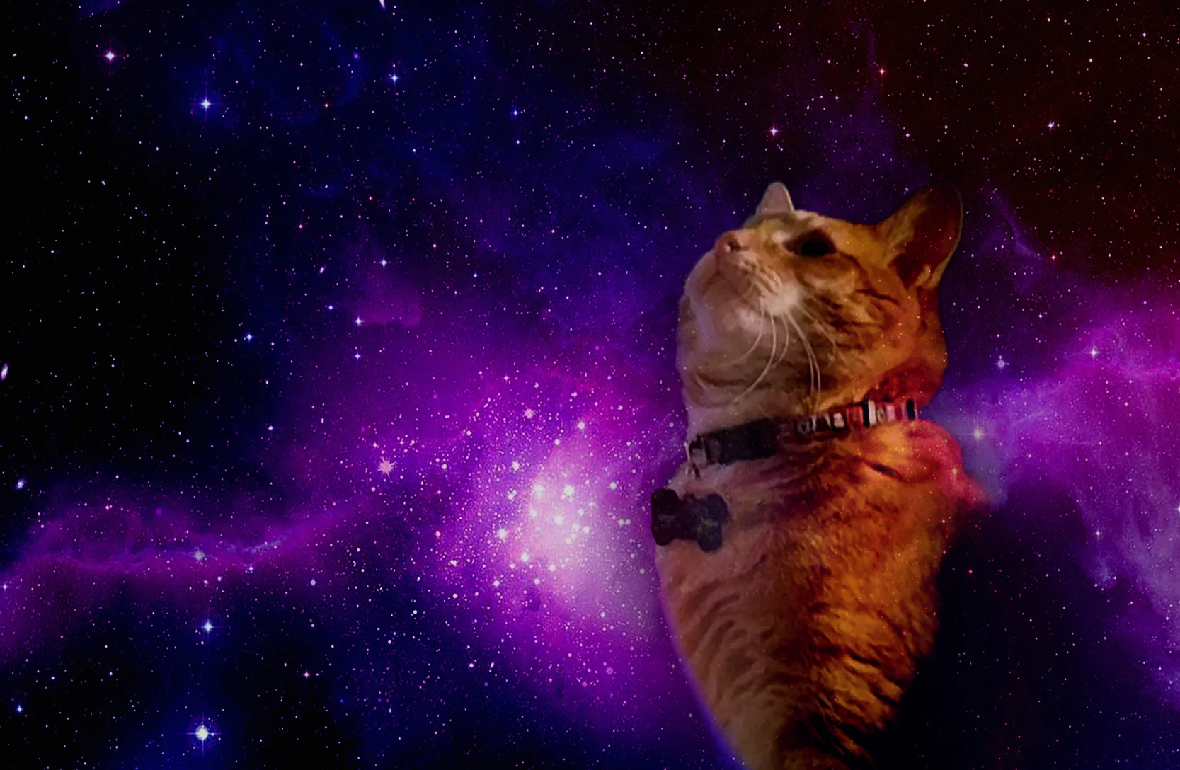 SpaceCat.jpg