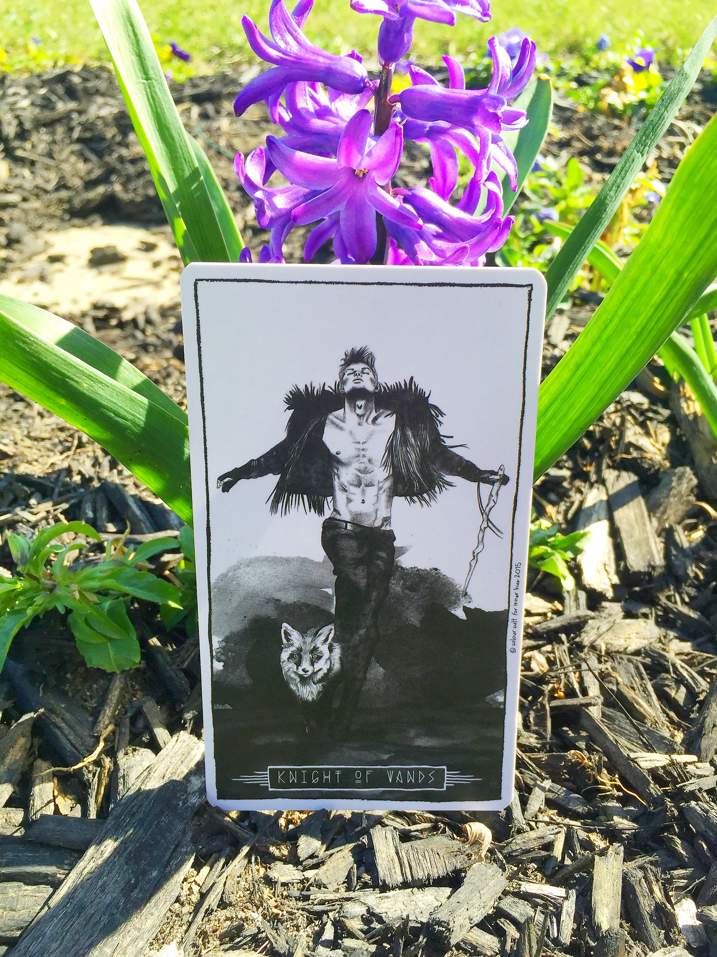 knight-of-wands-lumina.jpg