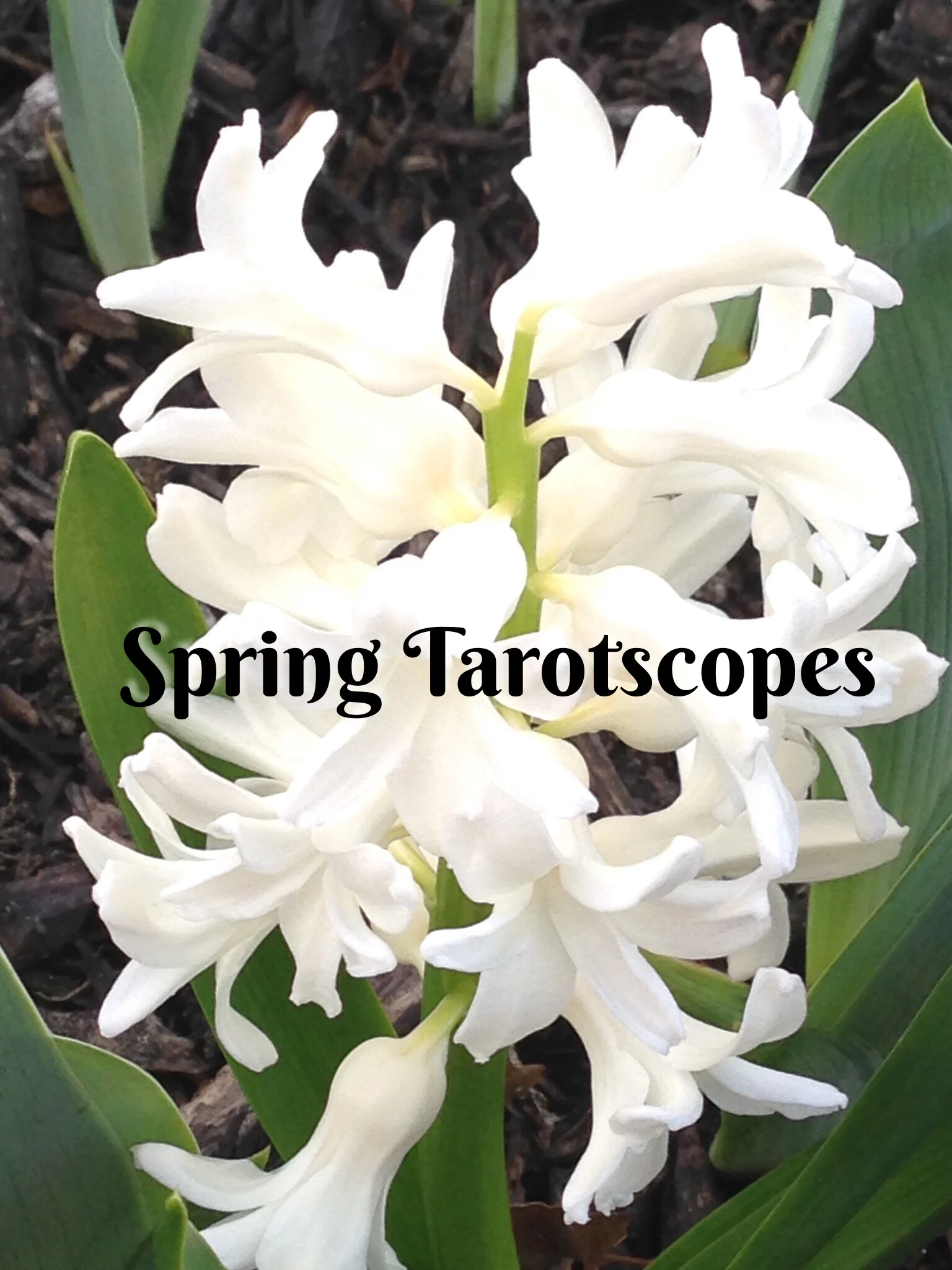 spring-tarotscopes-poster-2.jpg