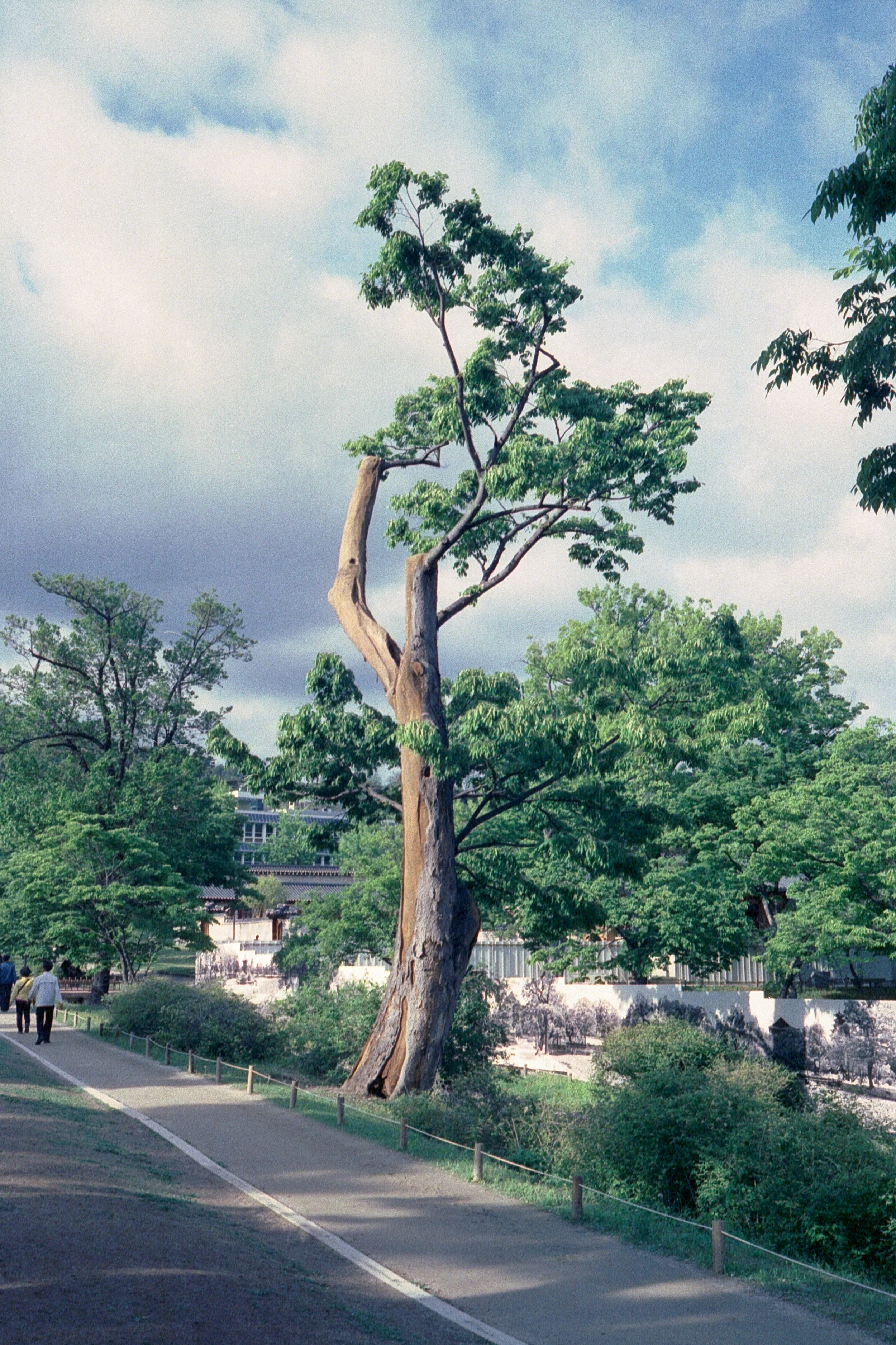 The unnatural look given to this by the CineStill 800T I was using in combination with the start of golden hour light hitting the tree just really work for me.