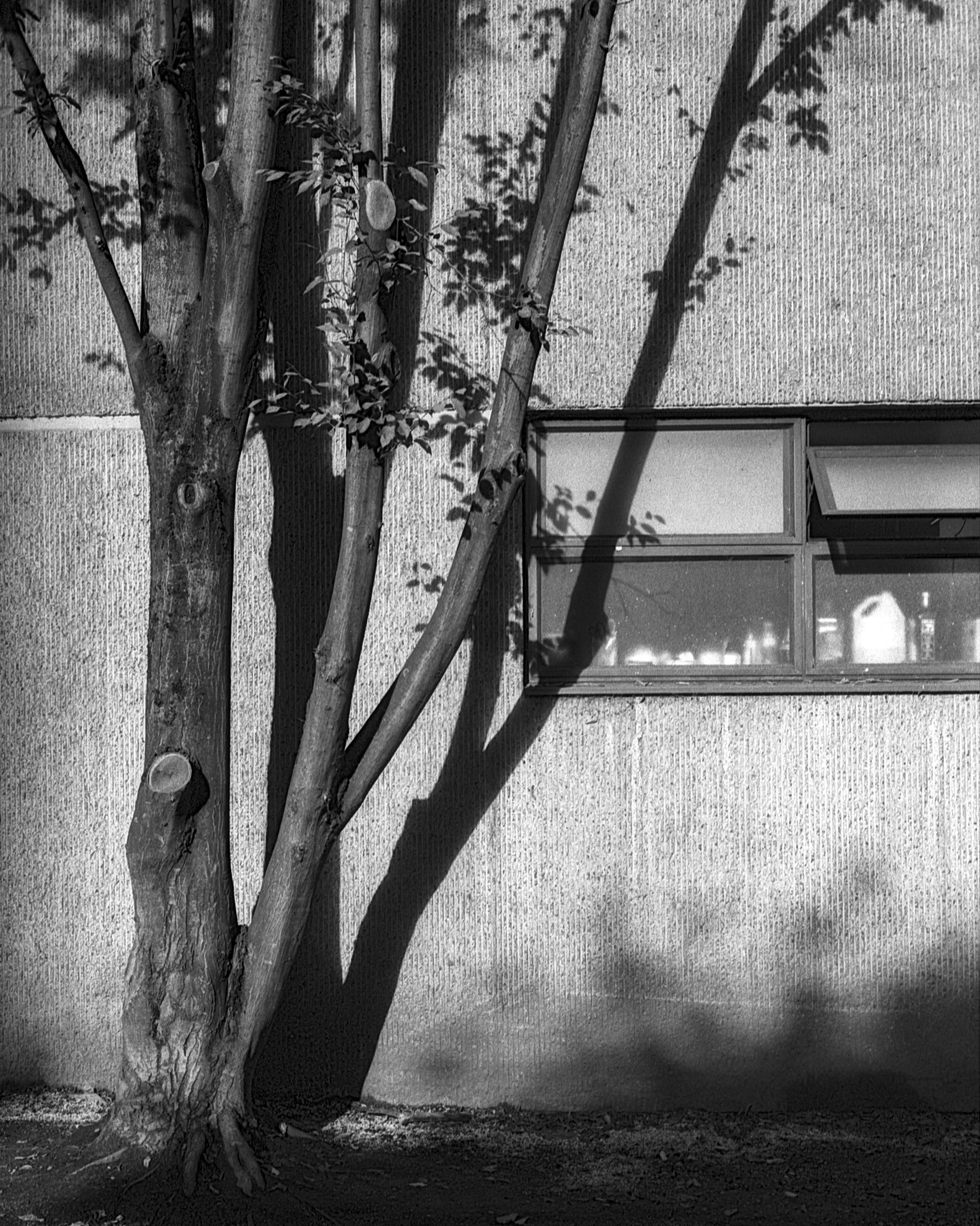 As someone using a film camera I'm pretty much obligated to take pictures like this with the different textures in the golden hour light.